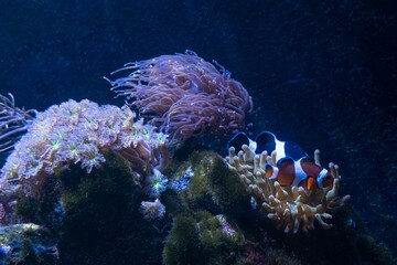 bubble tip anemone host orange and black ocellaris clownfish, LPS torch coral, star polyp soft coral, nano reef marine aquascape, experienced aquarist hobby, live rock hardscape, expensive pet fish