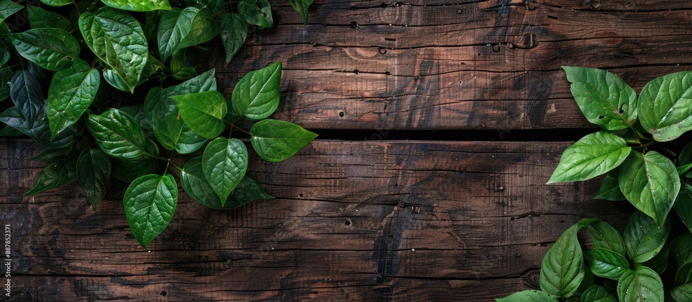 Poster leaves of vivid green against a rustic wooden backdrop in a copy space image