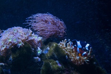 orange and black ocellaris clownfish in bubble tip anemone, LPS torch coral, star polyp soft coral,...