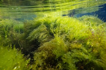 ulva, cladophora algae thicket on sand bottom, Black sea brackish biotope, laminar flow, vegetation in muddy nutrient rich water, breaking wave splash air bubble, surface reflection in littoral zone