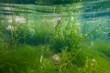ulva green thicket, torn algae mess on sandy bottom, surface reflection, littoral zone snorkel, oxygen rich air bubble, low salinity Black sea saltwater biotope, muddy murky water, laminar flow wave