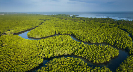 Gambia Mangroves Aerial View of Mangrove Forest in Gambia, Captured from Above by Drone