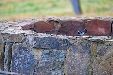 Male and female fairy wrens
