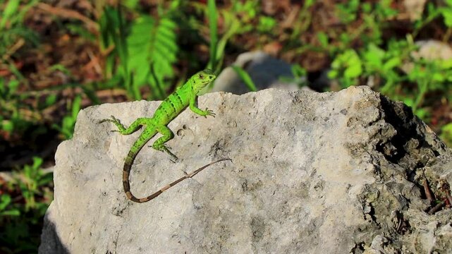 Caribbean green lizard reptile iguana on rock stone Mexico.
