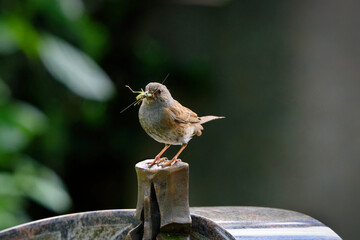 prunelle modularis Orthoptera dunnock on a gravestone in a cemetery against a blurred background...