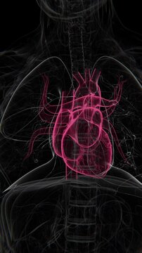 Human Heart Vertical Video | Heart showing Animation Concept Video