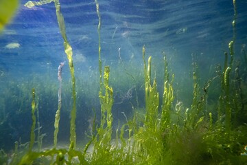 ulva green thicket on sandy bottom, oxygen rich air bubble, low salinity Black sea saltwater...