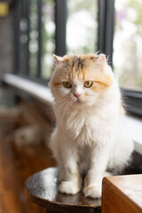 Scottish Fold Cat  is sitting comfortably in the living room.The Scottish Fold is a distinctive breed of domestic cat.