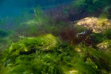 ulva, cladophora thicket grow on coquina stone, Black sea brackish biotope, laminar wave flow, surface reflection, torn algae in mud nutrient rich water, sunny storm weather supralittoral zone snorkel