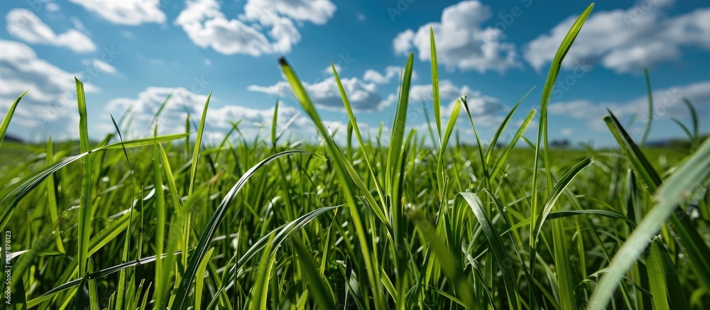 Aufkleber Detailed shot of a lush field showing the texture of the green grass against a backdrop of a blue sky adorned with fluffy clouds Focus on a single blade of grass allowing for added text in the image