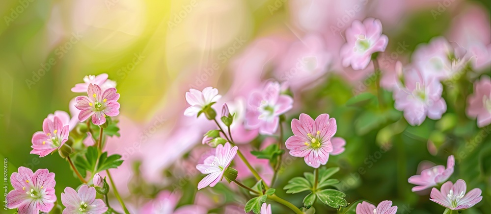 Poster small pink and white spring flowers in full bloom in the garden with copy space image