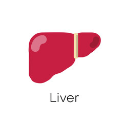 Liver anatomy structure. Vector hepatic system organ, digestive gallbladder organ. Human liver for medical drugs, pharmacy and education design. Vector illustration.