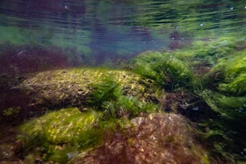 Black sea brackish biotope aquascape, ulva, cladophora thicket grow on coquina stone, laminar wave flow, surface reflection, torn algae in muddy water, storm weather supralittoral zone snorkel