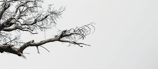 A large tree branch damaged in a hurricane with a clear background featuring available copy space image