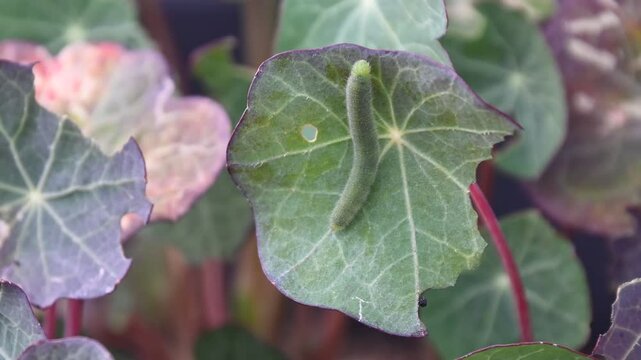 cabbage white butterfly caterpillar on nasturtium flower plant leaf close up with light wind