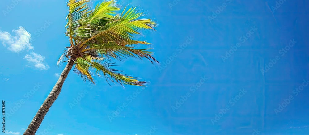 Poster wind swaying a vibrant palm tree against a clear blue sky backdrop on a bright and breezy day ideal 