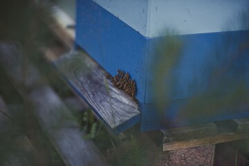 Beekeeper is working with bees and beehives on the apiary.