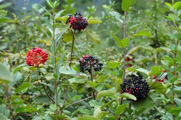 Wayfaring tree - Viburnum lantana