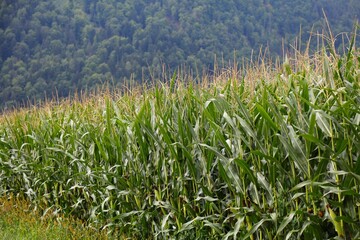 Fototapeta premium Corn field in Carinthia, Austria