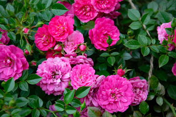 pink roses on a background of green leaves