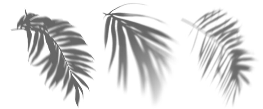 PNG palm leaf shadow  cut out element set