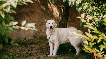 Funny pet labrador dog animal during seasonal activity. beautiful breed dog funny labrador outdoor...