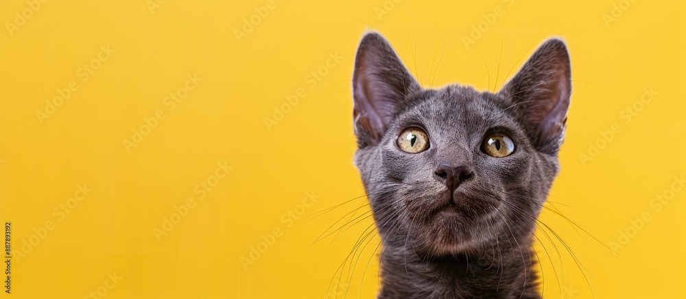 Fototapete A charming gray cat with an inquisitive gaze against a sunny yellow backdrop provides a blank area for text or images. with copy space image. Place for adding text or design