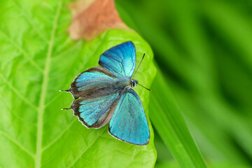 飛ぶ宝石とも呼ばれる、エメラルドグリーンの翅が輝いて美しい、高原を飛ぶジョウザンミドリシジミ