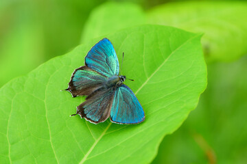 飛ぶ宝石とも呼ばれる、エメラルドグリーンの翅が輝いて美しい、高原を飛ぶジョウザンミドリシジミ