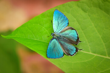 飛ぶ宝石とも呼ばれる、エメラルドグリーンの翅が輝いて美しい、高原を飛ぶジョウザンミドリシジミ