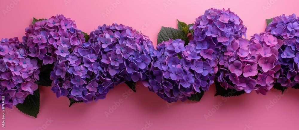 Poster a top down view of vibrant purple hydrangeas set against a pink backdrop with copy space image provi