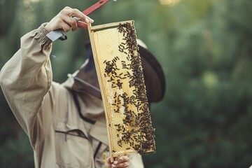 Beekeeper is working with bees and beehives on the apiary.