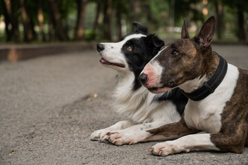 Bull terrier and border collie lie outdoors. Two dogs on a walk. 