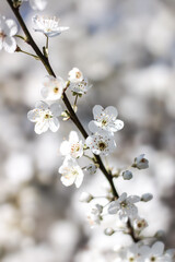 cherry tree blossom