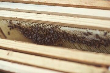 Beekeeper is working with bees and beehives on the apiary.