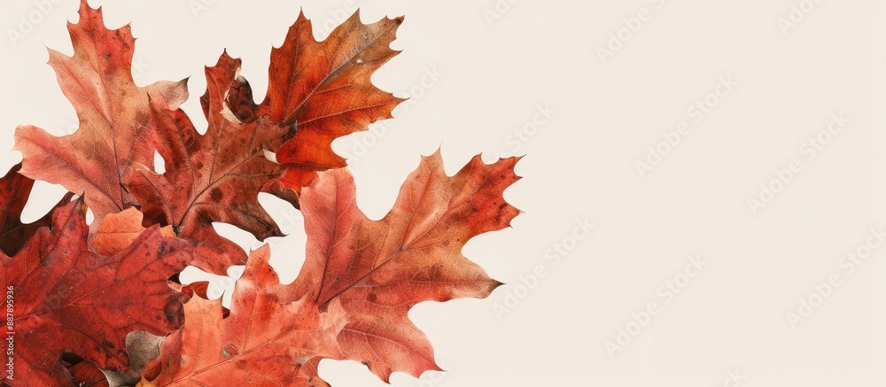 Poster fall themed background featuring red oak leaves in transition symbolizing the changing seasons from 