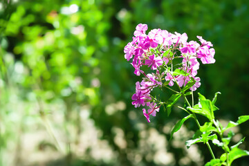 Phlox flowers. Close-up of purple Phlox flowers in the garden. Selective focus
