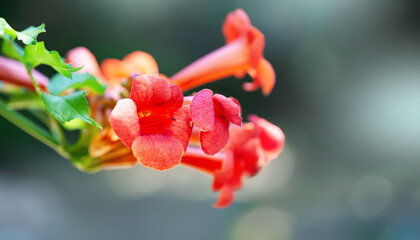 Red-orange Campsis flower. Curly garden flower © Alex Puhovoy
