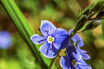  Macro  - Forest - Europe, Romania, Suceava region