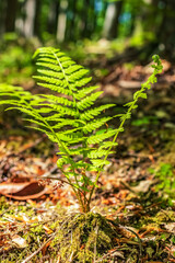  Macro  - Forest - Europe, Romania, Suceava region