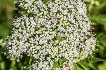  Macro  - Forest - Europe, Romania, Suceava region