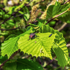  Macro  - Forest - Europe, Romania, Suceava region