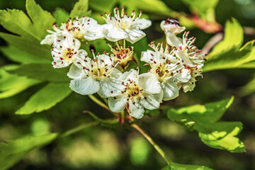  Macro  - Forest - Europe, Romania, Suceava region