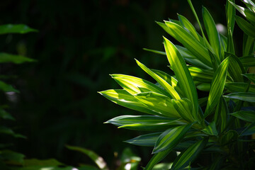 sunlight shining on green leaf and dark nature background