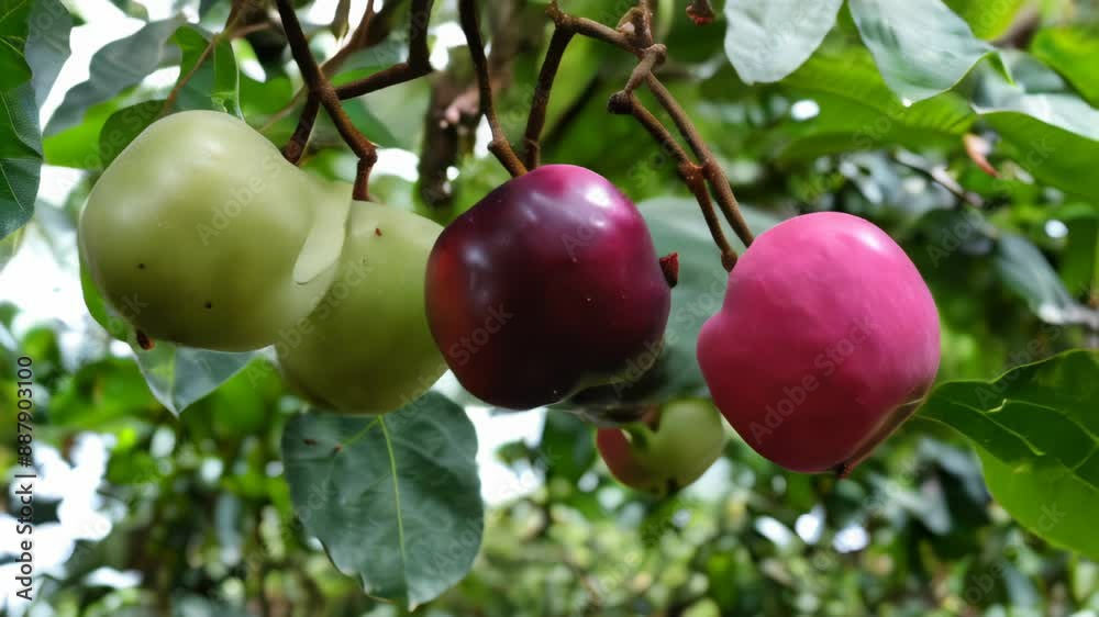 Sticker  Natures vibrant palette  A closeup of cherries in their natural habitat