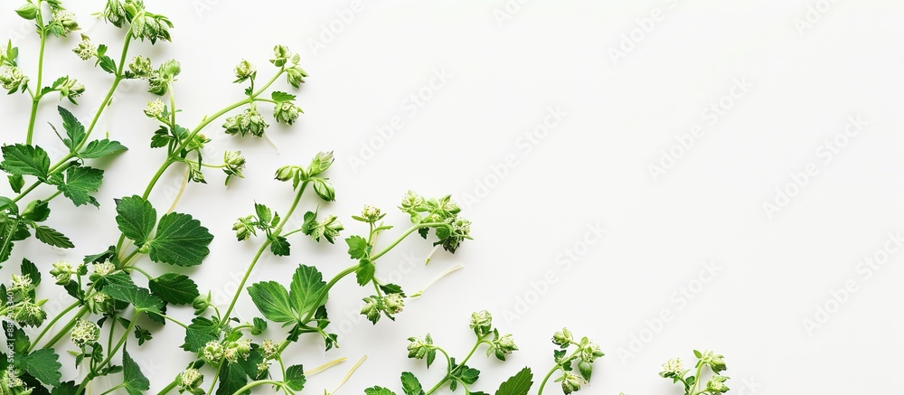 Fototapete An arrangement of fresh hop sprouts on a plain white backdrop perfect for adding text or images. with copy space image. Place for adding text or design