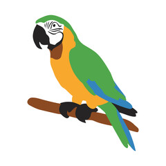 parrot isolated on white background cute vector illustration
