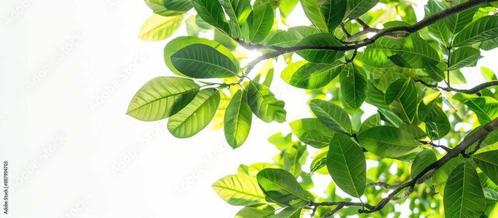 Poster a tropical tree with branches leaves and sunlight on a white isolated background ideal as a green fo