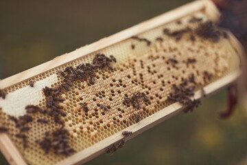Beekeeper is working with bees and beehives on the apiary.