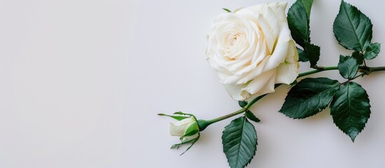 Fototapeta premium White rose displayed on a white backdrop with copy space image available